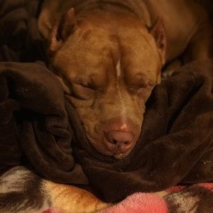 Meet your Posher, Darling